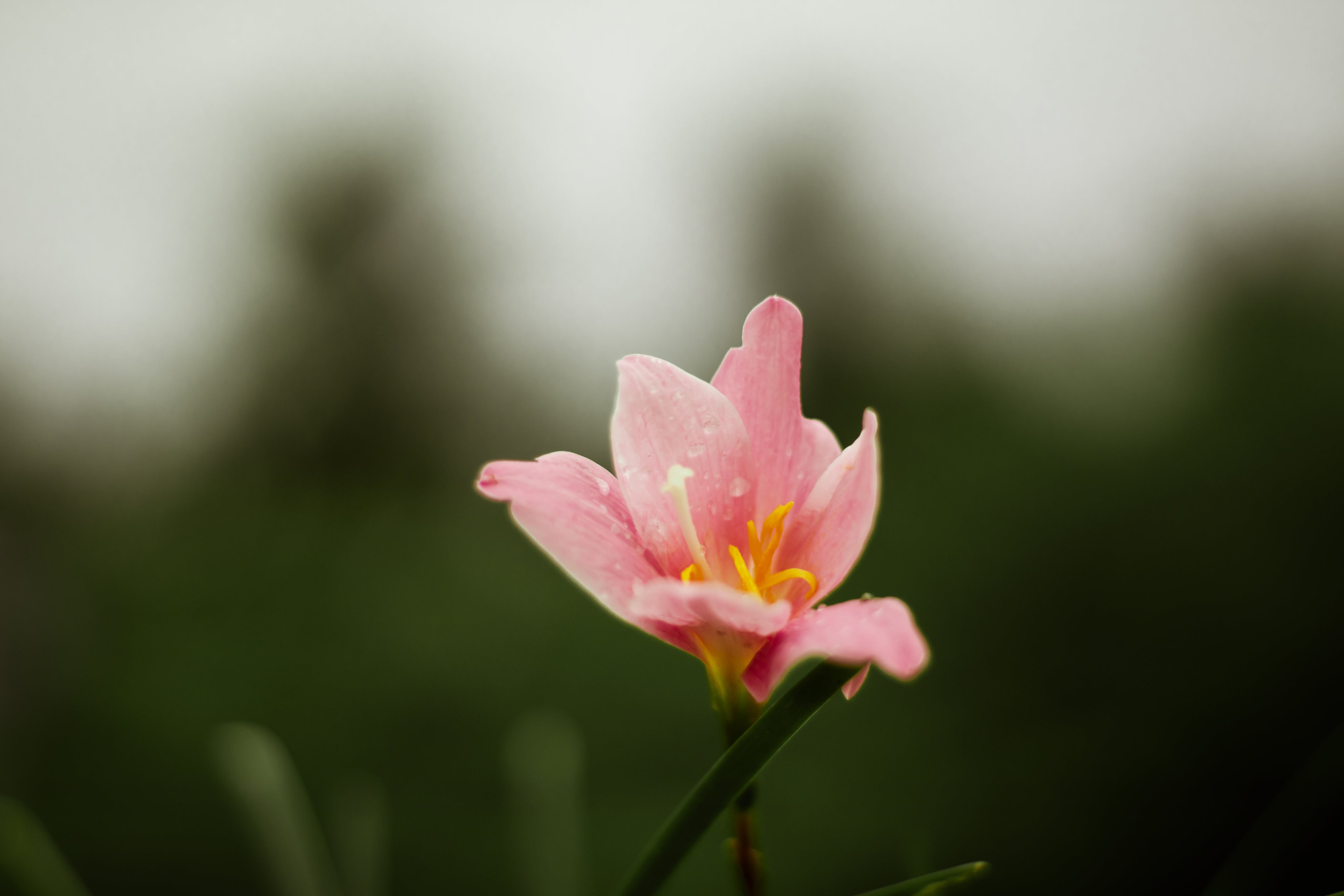 dew-covered-pink-flower-with-a-yellow-center.jpg