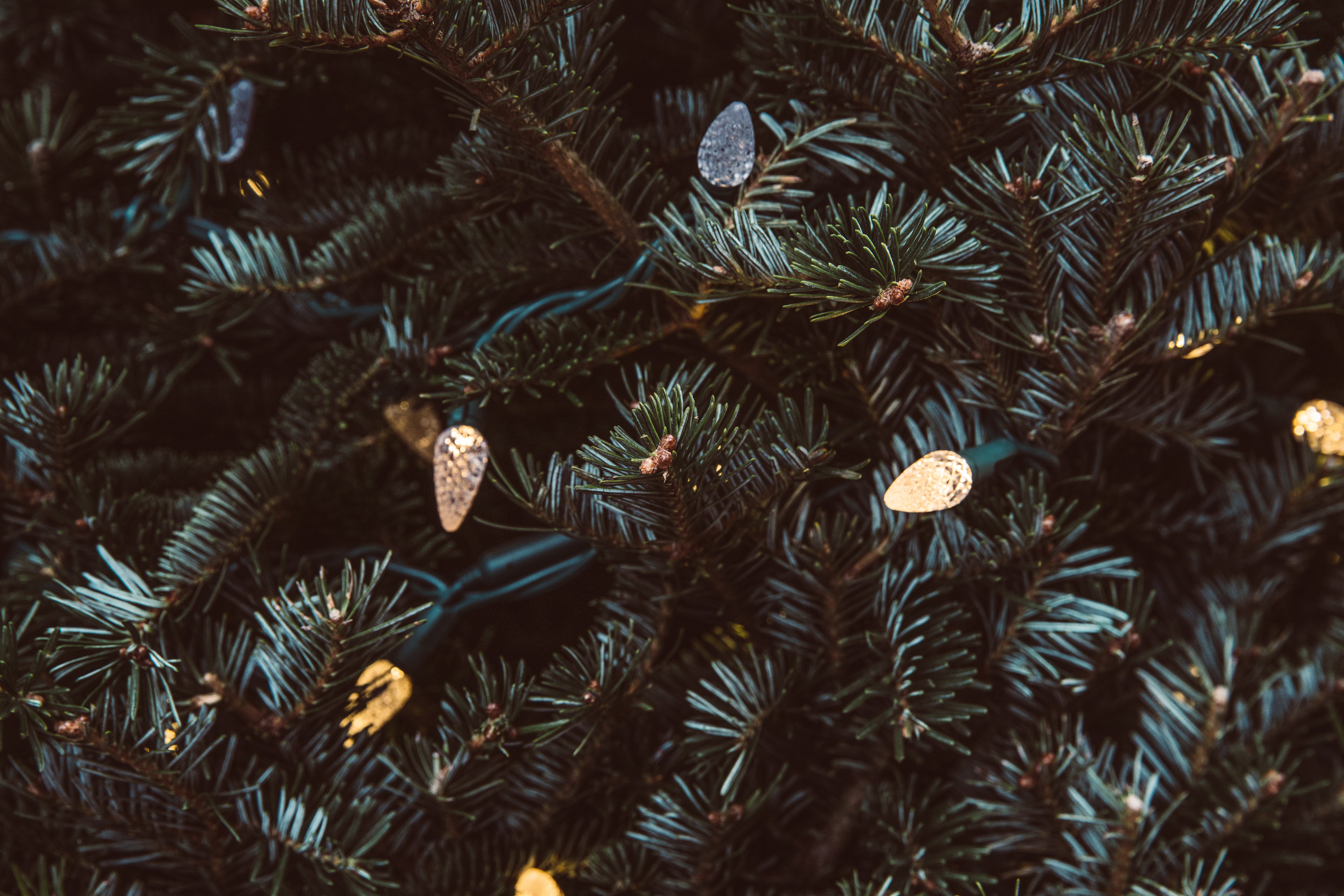 pine-greenery-with-holiday-lights.jpg